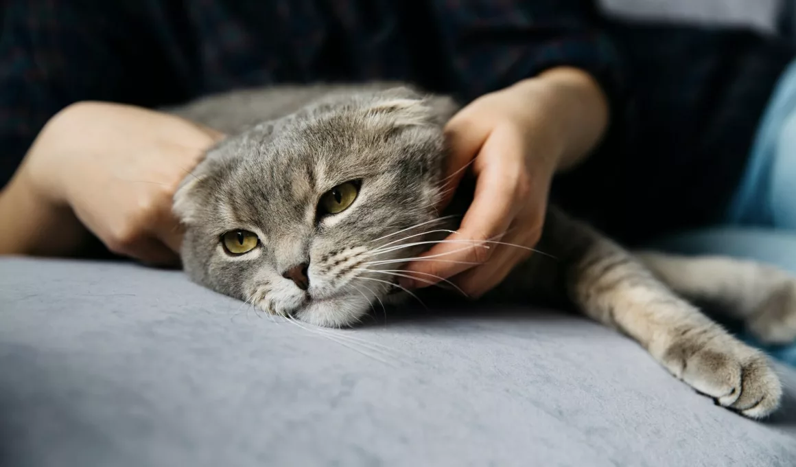 Tout sur l'anxiété chez le chat : comment la reconnaître et la soulager