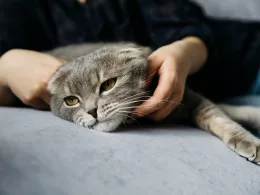 Tout sur l'anxiété chez le chat : comment la reconnaître et la soulager