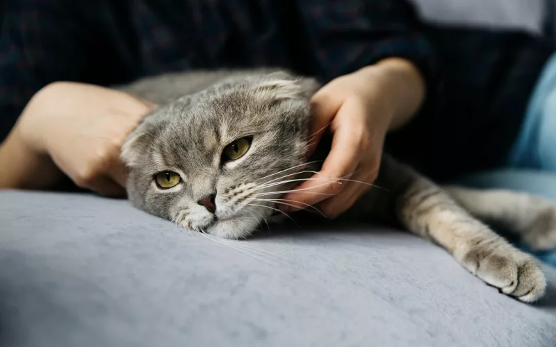 Tout sur l'anxiété chez le chat : comment la reconnaître et la soulager