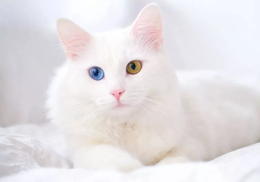 Chat blanc aux yeux vairons.