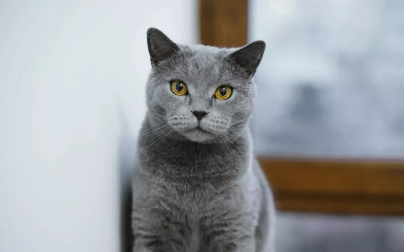 Chat gris aux yeux jaunes.
