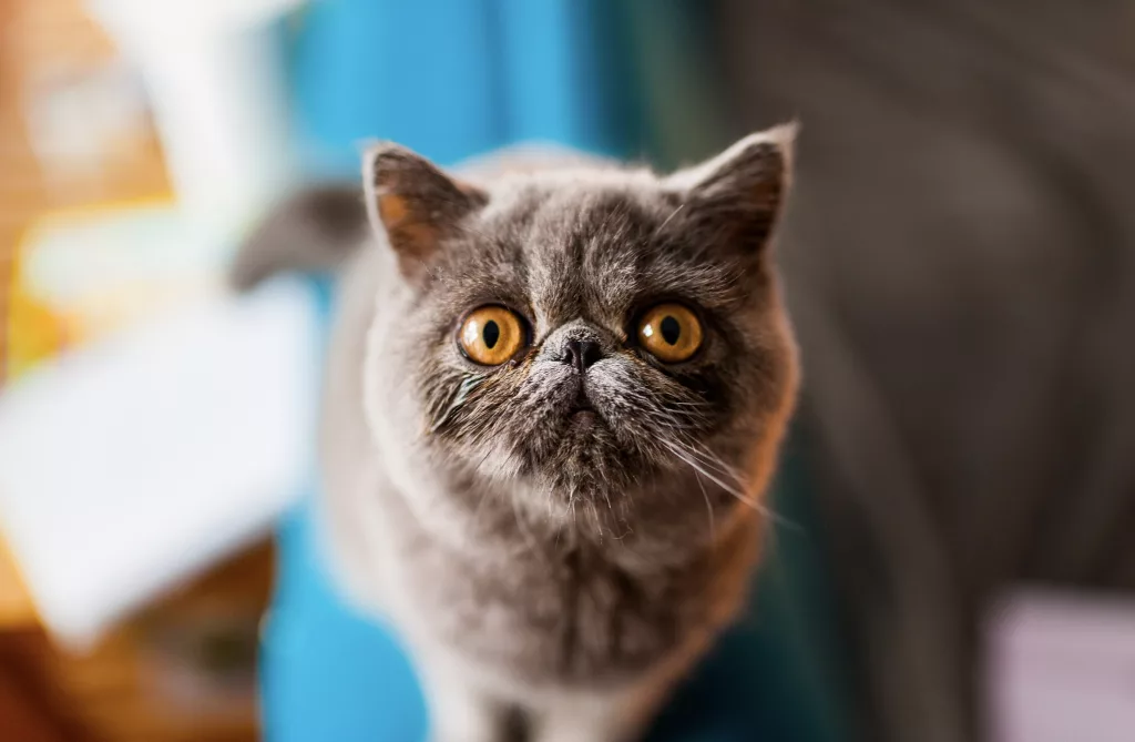 Chat gris aux grands yeux ambrés.