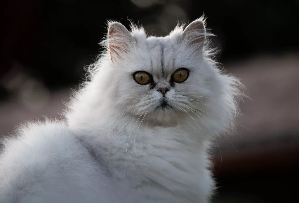 Chat persan blanc aux yeux dorés
