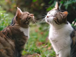 Deux chats se regardant dans le jardin.