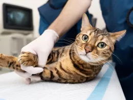 Chat chez le vétérinaire en consultation.