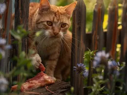 Chat roux mangeant près d'une clôture en bois.