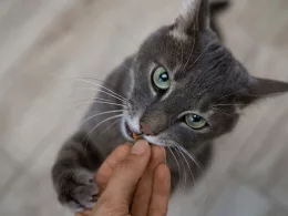 Chat gris mangeant dans une main.