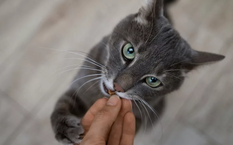 Chat gris mangeant dans une main.