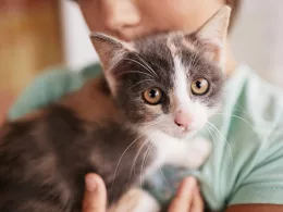 Chaton tricolore tenu par une personne.