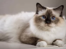 Chat birman aux yeux bleus allongé.