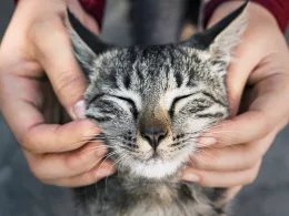 Chat caressé, yeux fermés.