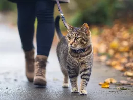 Chat tigré promené en laisse sur trottoir mouillé