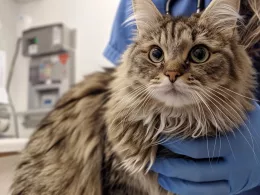 Chat pelucheux dans les bras d'un vétérinaire.