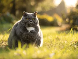 Comment gérer l’obésité chez les chats : stratégies et conseils