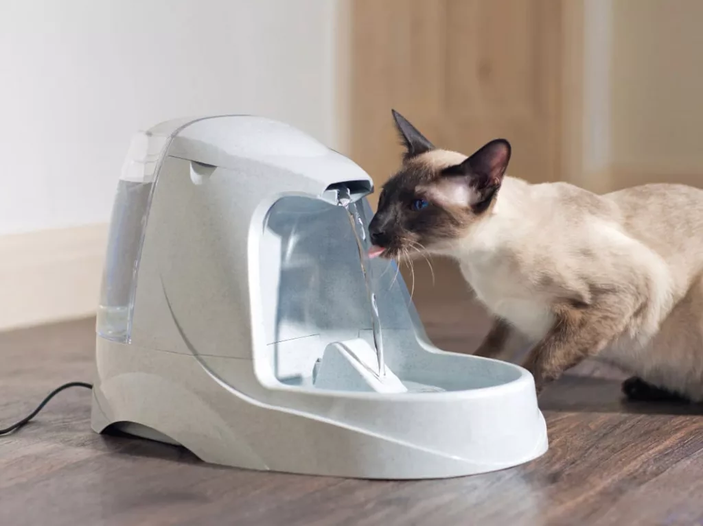 Chat siamois boit à fontaine d'eau automatique