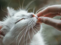 Chat blanc caressé sous le menton par une main