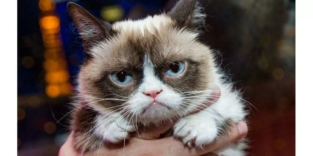 grumpy cat